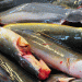 Tips hilangkan Bisa Ikan Keli