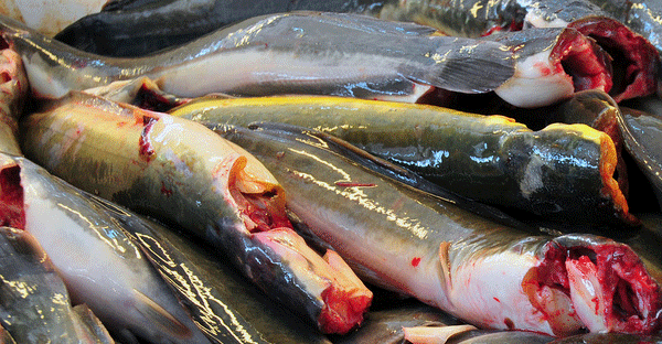 Tips hilangkan Bisa Ikan Keli